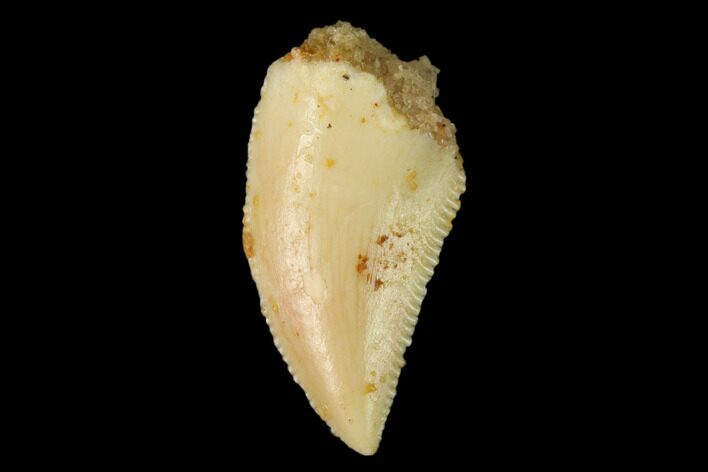Serrated, Raptor Tooth - Real Dinosaur Tooth #158951